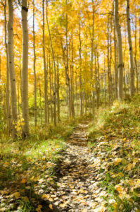 View dirt track running through deciduous trees in autumn